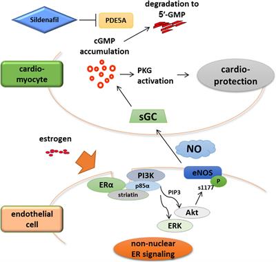 Frontiers Sex Differences And Regulatory Actions Of Estrogen In